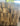 Discover the Benefits of Premium Kiln Dried Logs