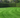 Hardwearing Grass Seed